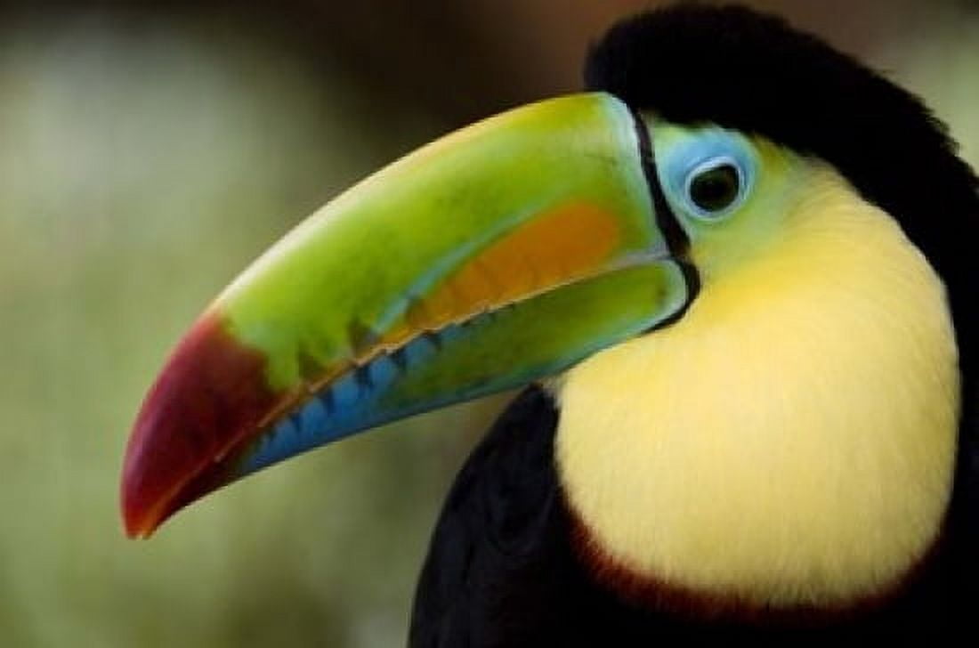 Close-up of Keel-Billed toucan (Ramphastos sulfuratus) Costa Rica Canvas Art - Panoramic Images (16 x 11)
