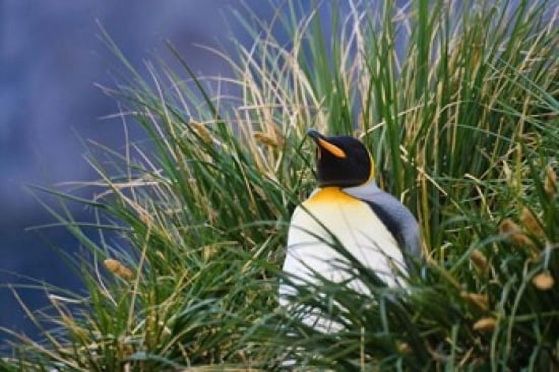 Close up of King Penguin Antarctica Canvas Art - Keren Su DanitaDelimont (24 x 15)