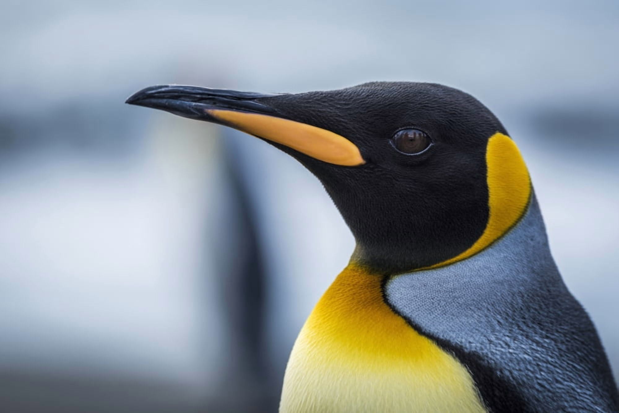 Close up of King Penguin (Aptenodytes patagonicus) Antarctic Canvas Art - Nick Dale Design Pics (38 x 24)