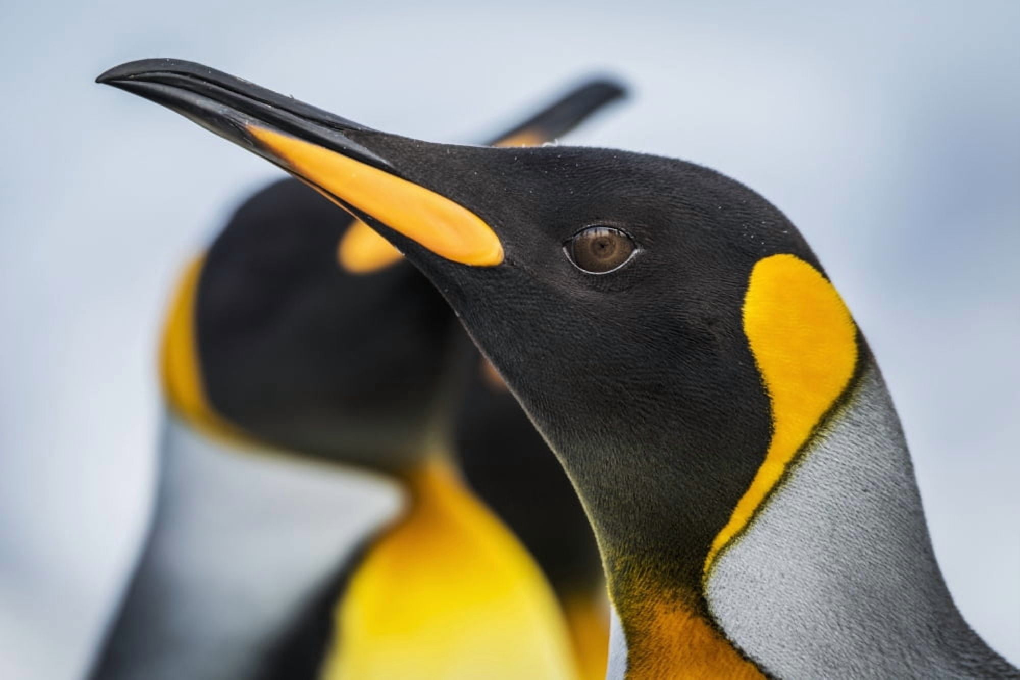 Close up of King Penguin (Aptenodytes patagonicus) with others behind Antarctic Canvas Art - Nick Dale Design Pics (19 x 12)