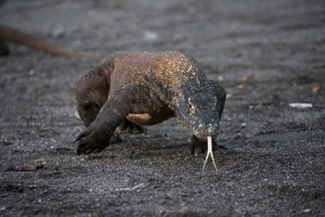 Close-up of Komodo dragon Canvas Art - Jaynes Gallery DanitaDelimont (36 x 24)