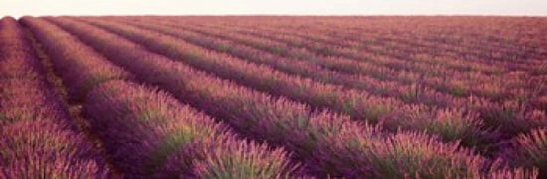 Close-up of Lavender fields Plateau de Valensole France Canvas Art - Panoramic Images (18 x 6)