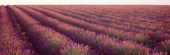 Close-up of Lavender fields Plateau de Valensole France Canvas Art - Panoramic Images (36 x 12)