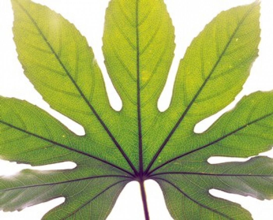 Close up of Leaf vein Canvas Art - Panoramic Images (16 x 13)