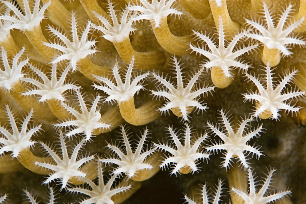 Close up of Leather Coral Polyps (Sarcophyton Sp) Malaysia Canvas Art - Dave Fleetham Design Pics (17 x 11)