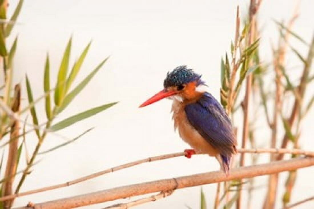 Close-up of Malachite kingfisher Chobe National Park Botswana Canvas Art - Jaynes Gallery DanitaDelimont (34 x 23)