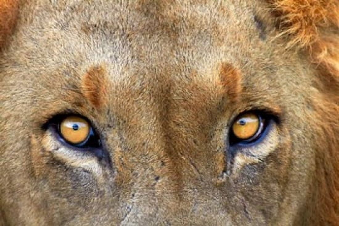 Close-up of Male Lion Kruger National Park South Africa Canvas Art - David Wall DanitaDelimont (35 x 24)