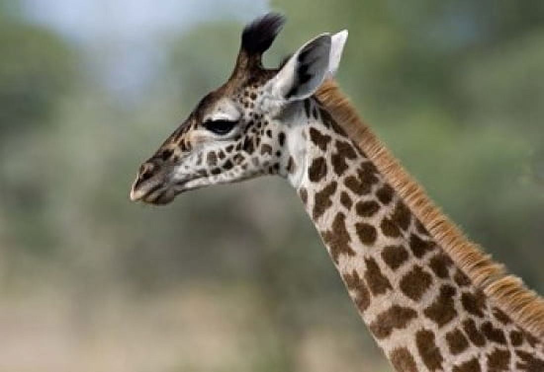 Close-up of Masai Giraffe Tanzania Canvas Art - Charles Sleicher DanitaDelimont (36 x 25)