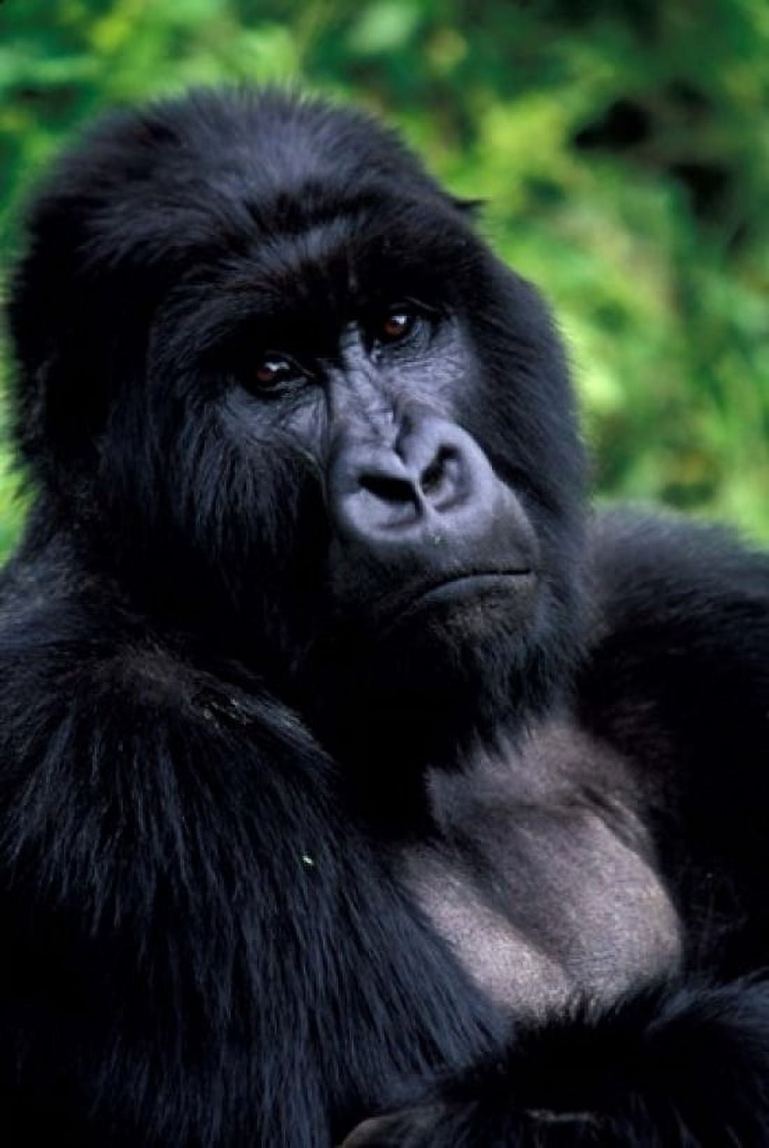 Close up of Mountain Gorilla Rwanda Canvas Art - Art Wolfe DanitaDelimont (12 x 17)