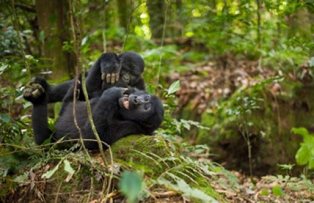 Close up of Mountain gorillas Volcanoes National Park Rwanda Canvas Art - Art Wolfe DanitaDelimont (36 x 23)