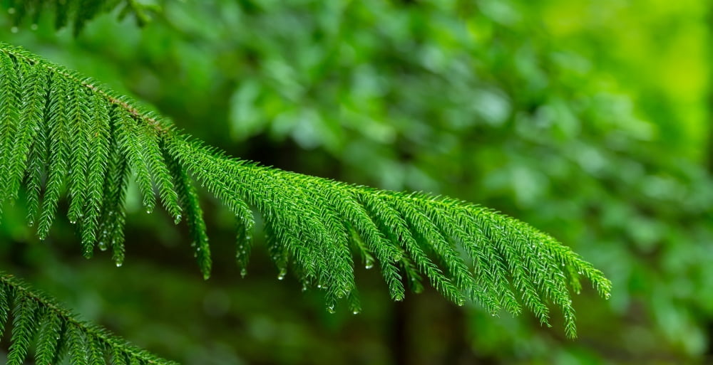 Close-up of Norfolk Island Pine (Araucaria heterophylla) leaves Hamburg New York State USA Canvas Art - Panoramic Images (27 x 9)