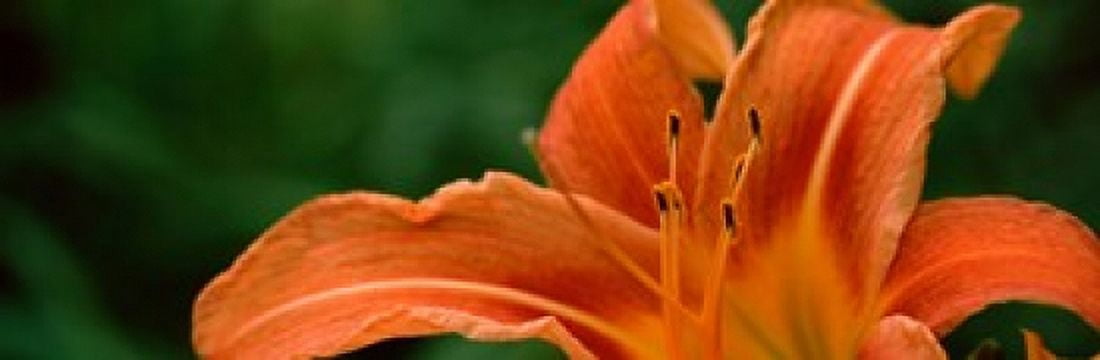 Close-up of Orange Daylily (Hemerocallis fulva) Canvas Art - Panoramic Images (18 x 6)