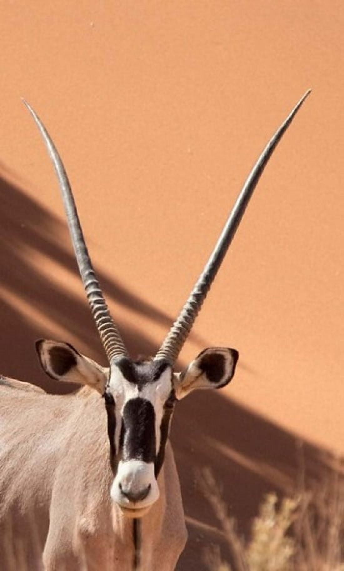 Close-up of Oryx Namib-Naukluft Park Namibia Africa Canvas Art - Jaynes Gallery DanitaDelimont (11 x 18)