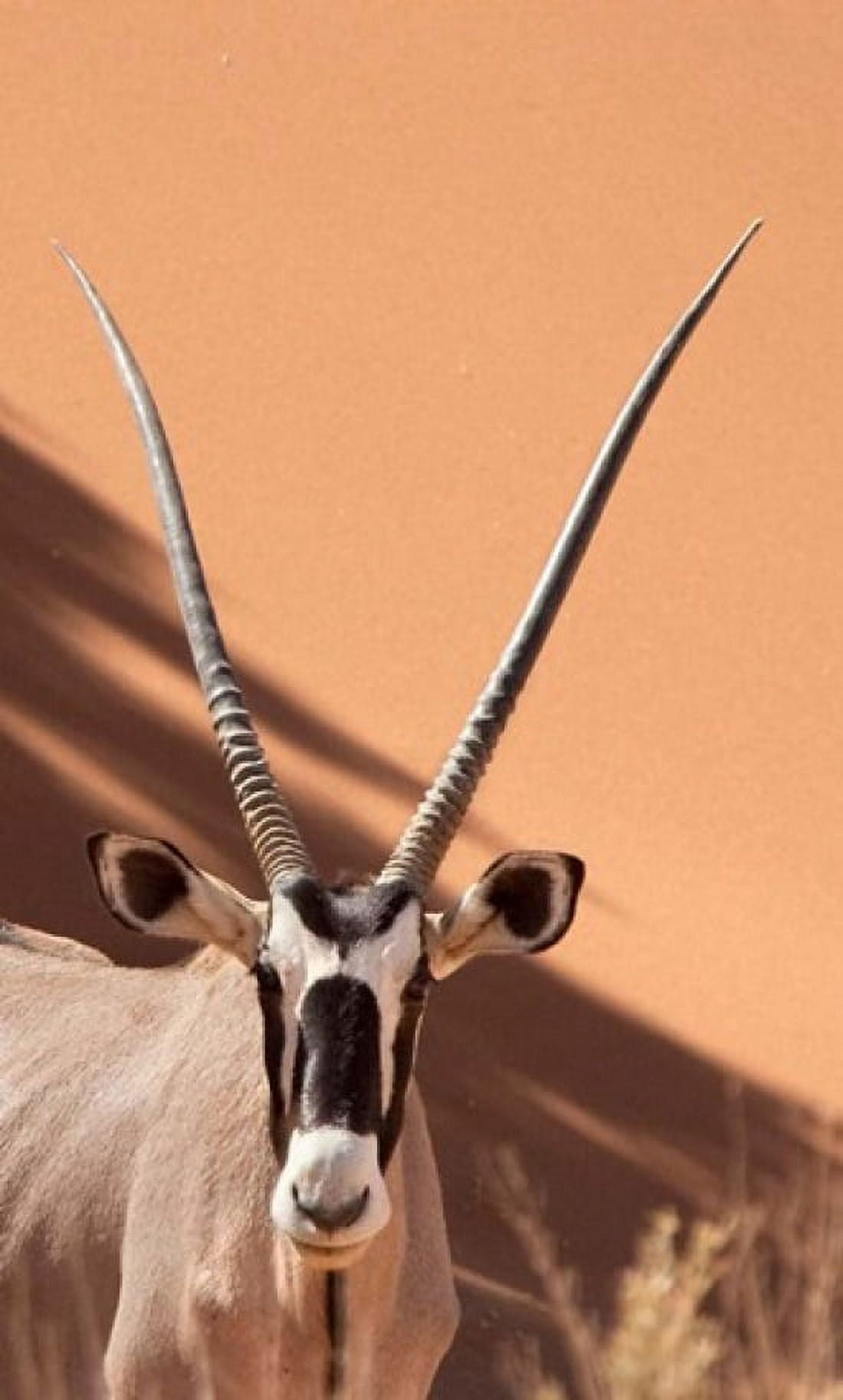 Close-up of Oryx Namib-Naukluft Park Namibia Africa Canvas Art - Jaynes Gallery DanitaDelimont (22 x 36)
