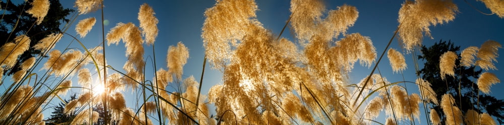 Close-up of Pampas (Cortaderia selloana) grass Canvas Art - Panoramic Images (27 x 9)