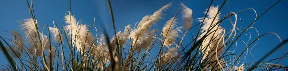 Close-up of Pampas (Cortaderia selloana) grass Canvas Art - Panoramic Images (36 x 12)