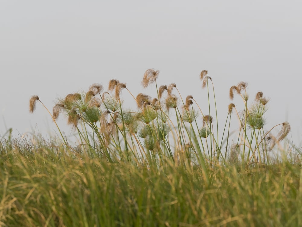 Close-up of Papyrus plants Okavango Delta Ngamiland Botswana Canvas Art - Panoramic Images (12 x 16)