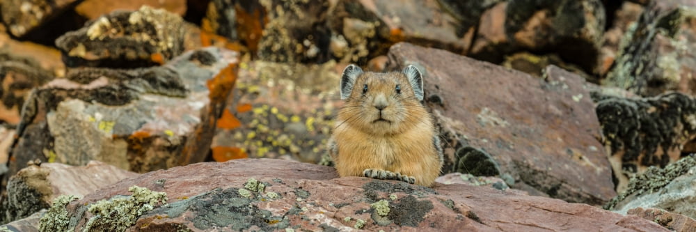 Close-up of Pika (Ochotona princeps) on rock Bridger-Teton National Forest Wyoming Range Wyoming USA Canvas Art - Panoramic Images (12 x 36)