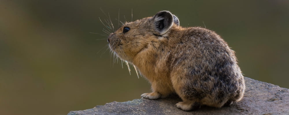 Close-up of Pika (Ochotona princeps) on rock Yankee Boy Basin Uncompahgre National Forest Colorado USA Canvas Art - Panoramic Images (12 x 30)