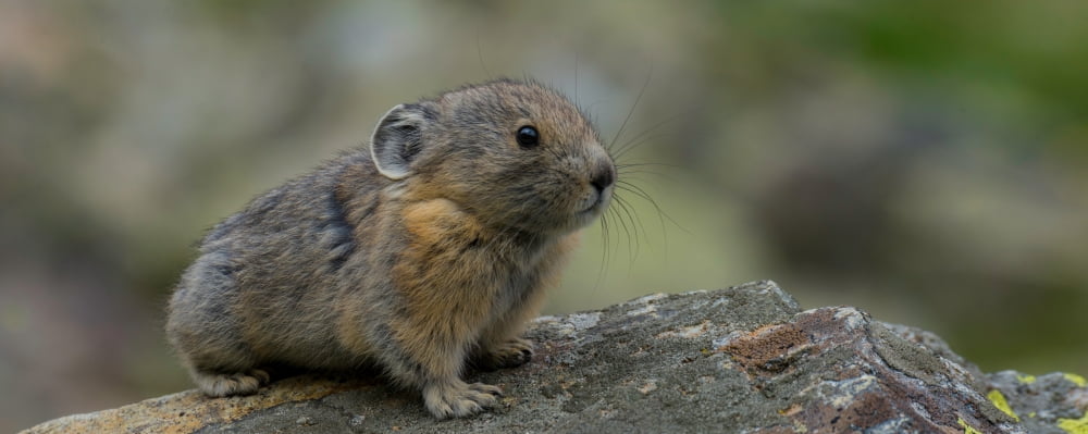 Close-up of Pika (Ochotona princeps) on rock Yankee Boy Basin Uncompahgre National Forest Colorado USA Canvas Art - Panoramic Images (12 x 30)