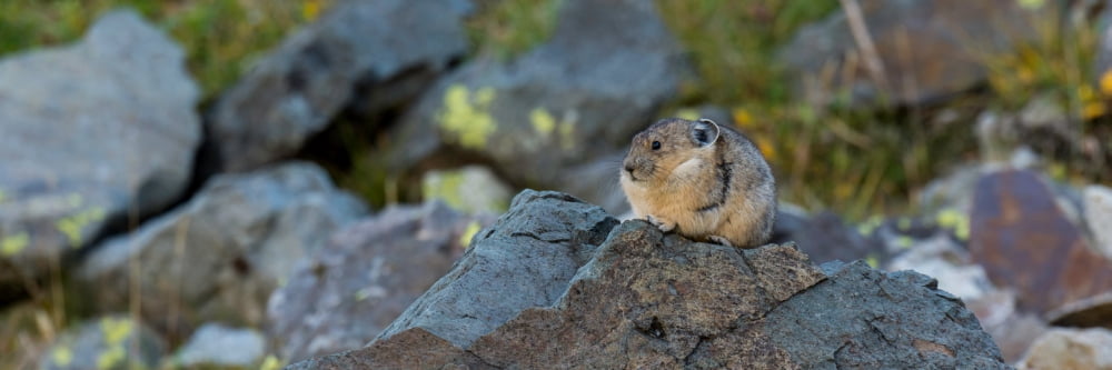 Close-up of Pika (Ochotona princeps) on rock Yankee Boy Basin Uncompahgre National Forest Colorado USA Canvas Art - Panoramic Images (12 x 36)