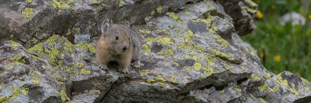 Close-up of Pika (Ochotona princeps) on rock Yankee Boy Basin Uncompahgre National Forest Colorado USA Canvas Art - Panoramic Images (6 x 18)