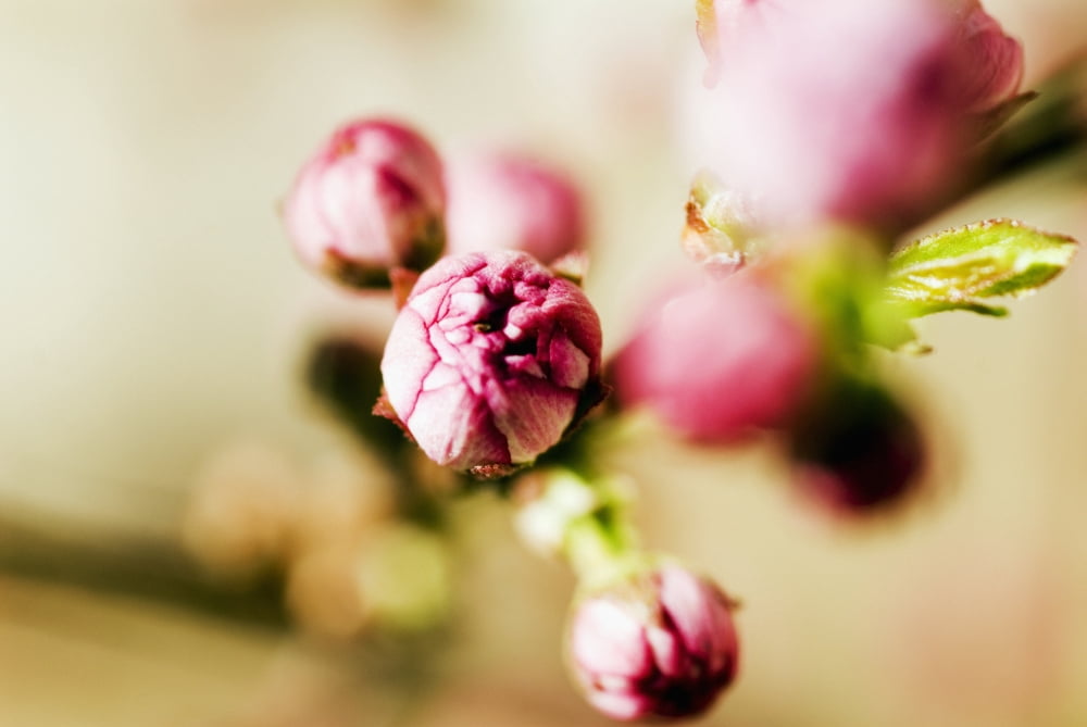 Close-up of Pink Budding Flower Canvas Art - Ray Laskowitz Design Pics (34 x 22)