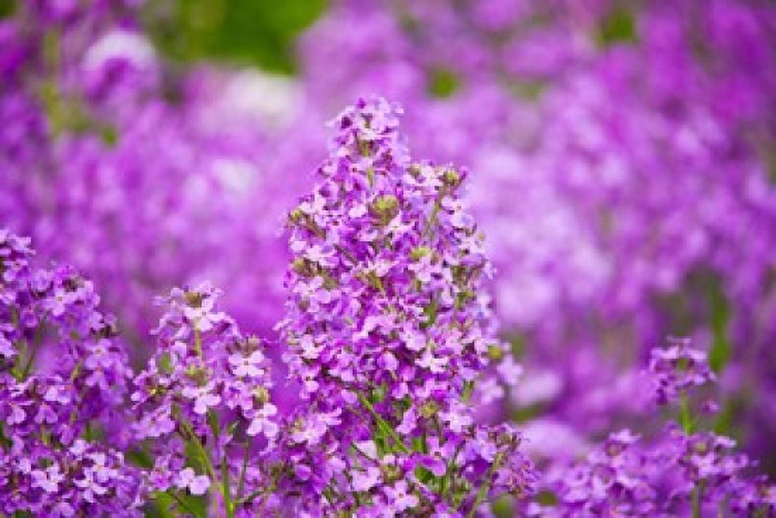 Close-up of Pink Fireweed flowers Ontario Canada Canvas Art - Panoramic Images (36 x 24)