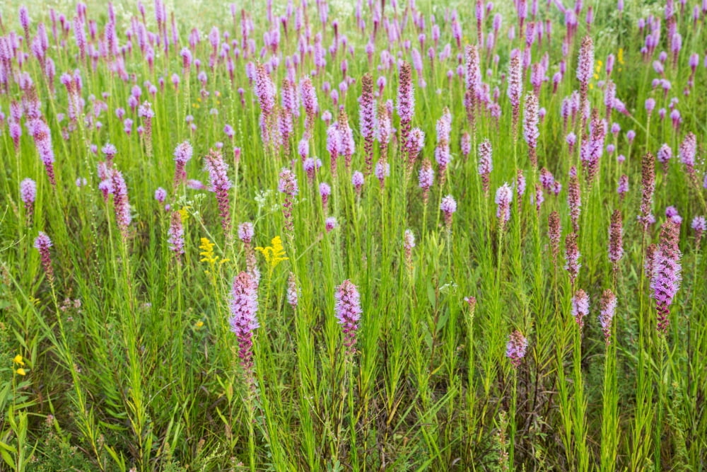 Close-up of Prairie Blazingstar (Liatris pycnostachya) flowers blooming in prairie Marion County Illinois USA Canvas Art - Panoramic Images (24 x 36)