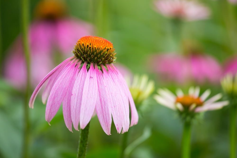 Close-up of Purple Coneflowers (Echinacea purpurea) blooming Marion County Illinois USA Canvas Art - Panoramic Images (18 x 24)
