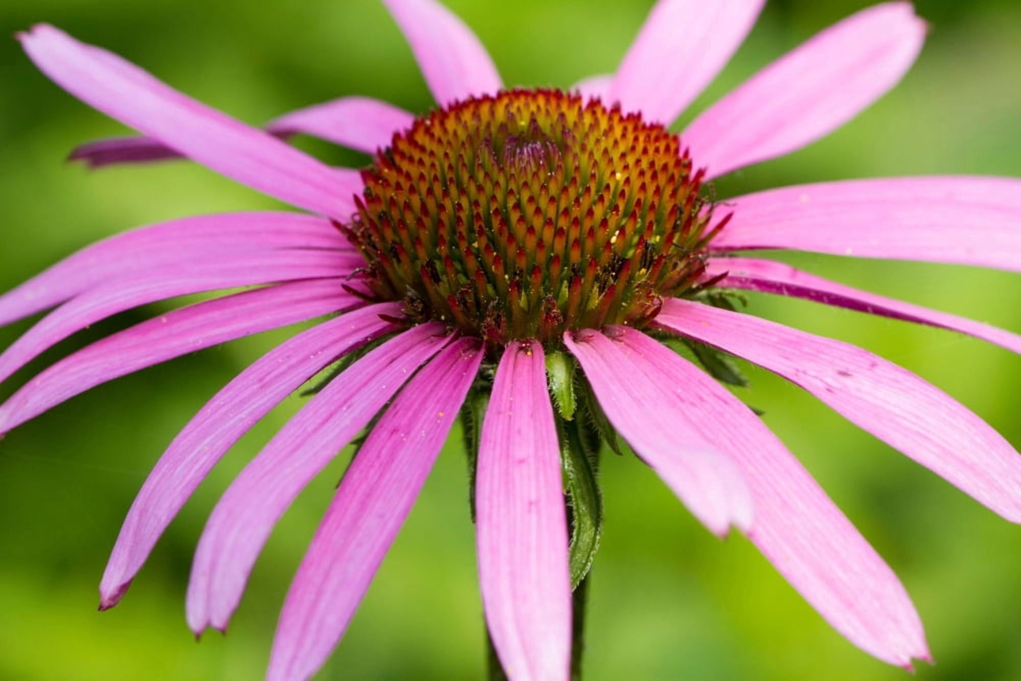 Close-up of Purple Coneflowers (Echinacea purpurea) blooming Marion County Illinois USA Canvas Art - Panoramic Images (24 x 36)