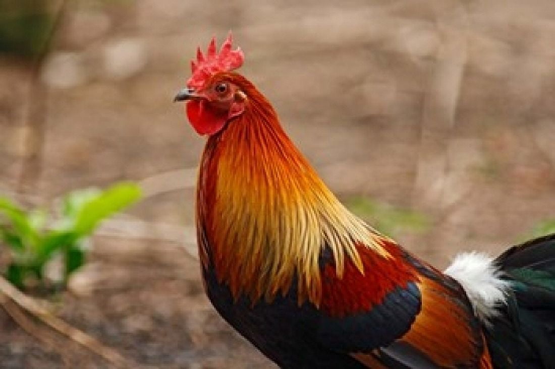 Close up of Red Jungle Fowl Corbett National Park India Canvas Art - Jagdeep Rajput DanitaDelimont (36 x 24)