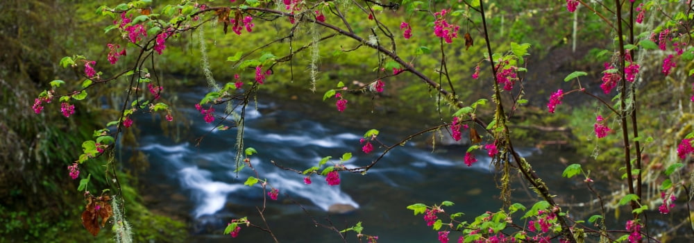 Close-up of Red-flowering Currant (Ribes sanguineum) flowers Silver Falls State Park Oregon USA Canvas Art - Panoramic Images (7 x 18)