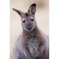 thumbnail image 1 of Close up of Red-necked and Bennetts Wallaby wildlife  Australia Print by Martin Zwick, 1 of 1