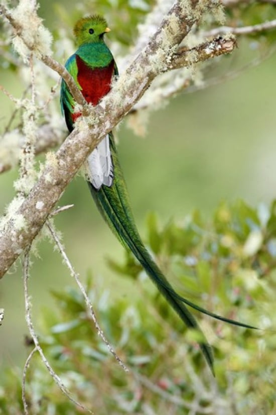 Close-up of Resplendent quetzal (Pharomachrus mocinno) perching on a branch Savegre Costa Rica Canvas Art - Panoramic Images (16 x 24)