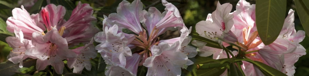 Close-up of Rhododendron flowers Canvas Art - Panoramic Images (36 x 12)