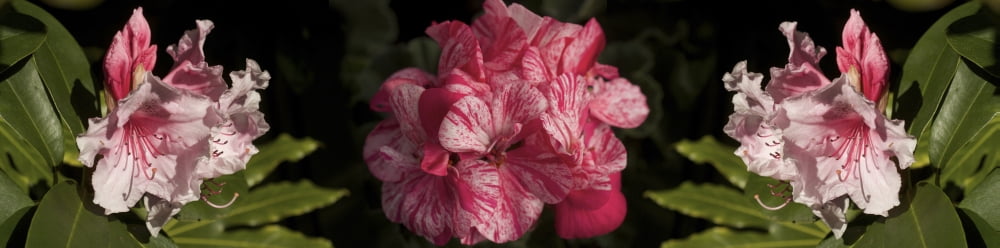 Close-up of Rhododendron flowers Canvas Art - Panoramic Images (36 x 12)