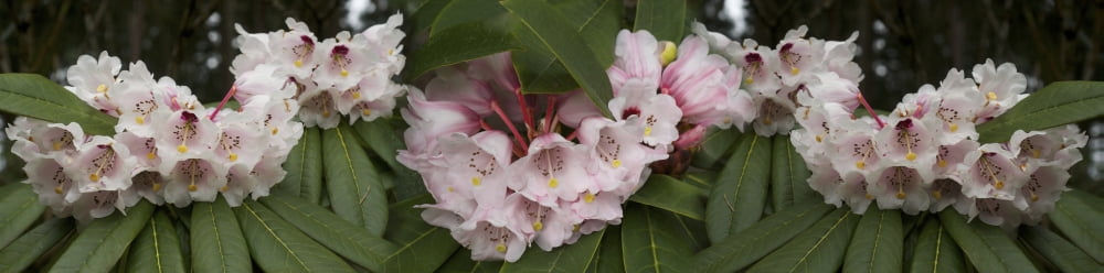 Close-up of Rhododendron flowers Canvas Art - Panoramic Images (36 x 12)