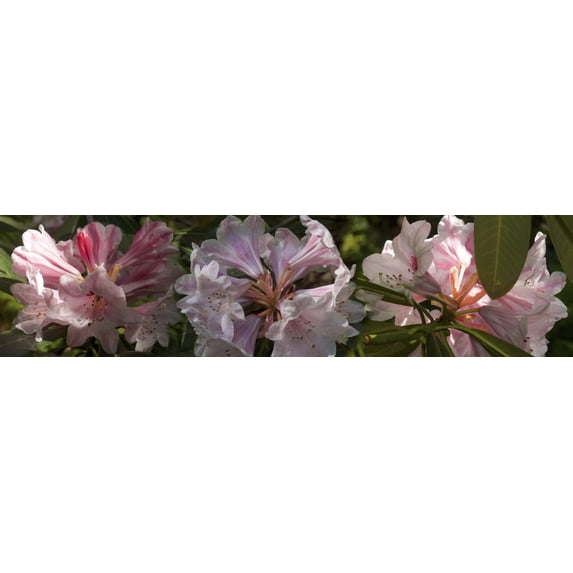 Close-up of Rhododendron flowers Poster Print (27 x 9)