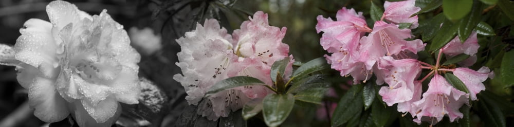 Close-up of Rhododendron flowers blooming Canvas Art - Panoramic Images (36 x 12)