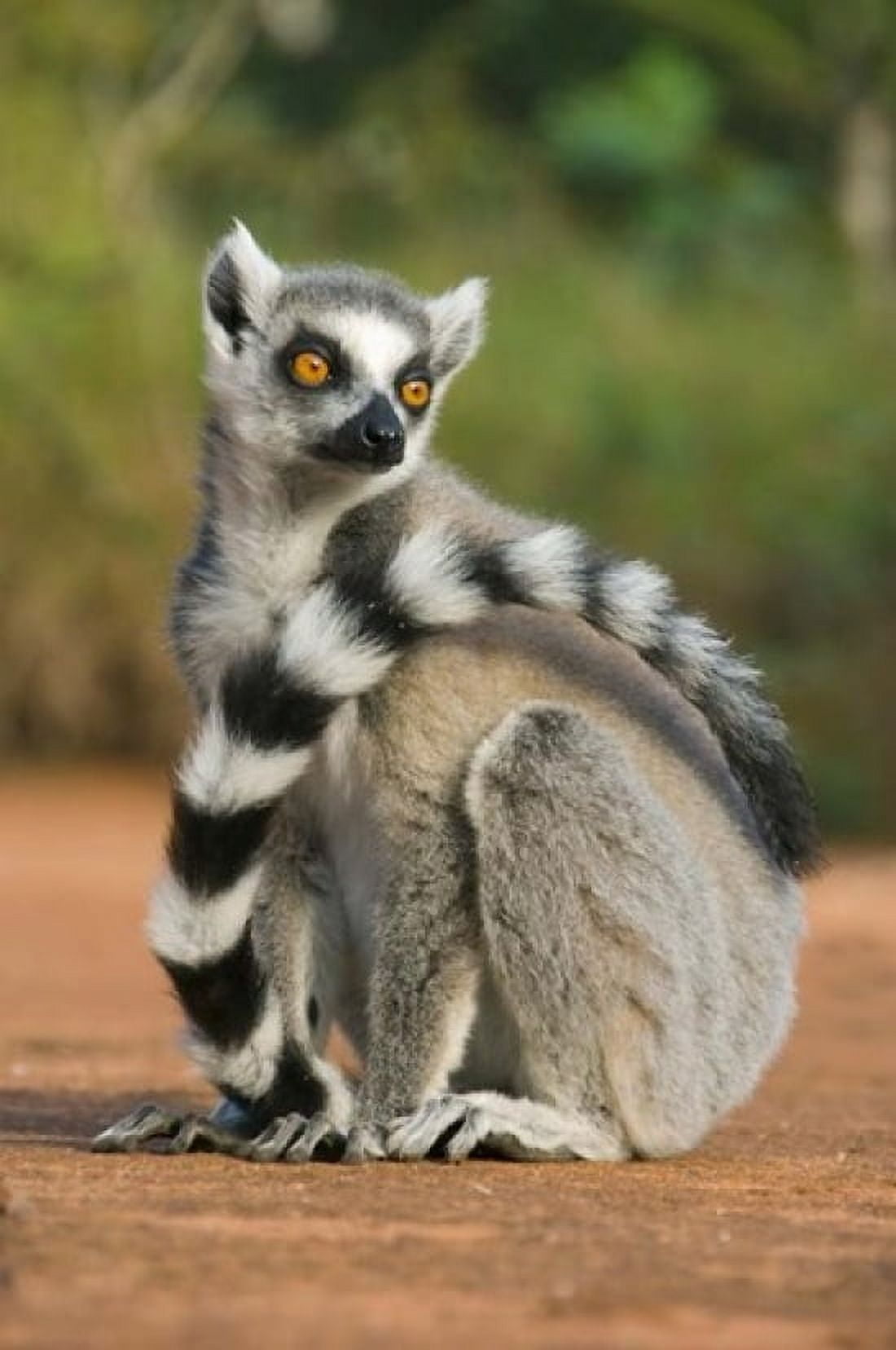 Close up of Ring-tailed Lemur Madagascar Canvas Art - Kevin Schafer DanitaDelimont (11 x 17)