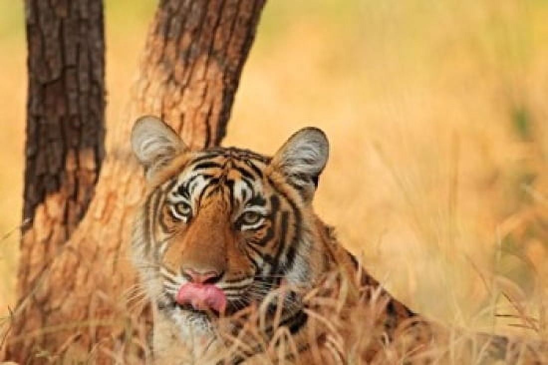 Close up of Royal Bengal Tiger Ranthambhor National Park India Canvas Art - Jagdeep Rajput DanitaDelimont (36 x 24)