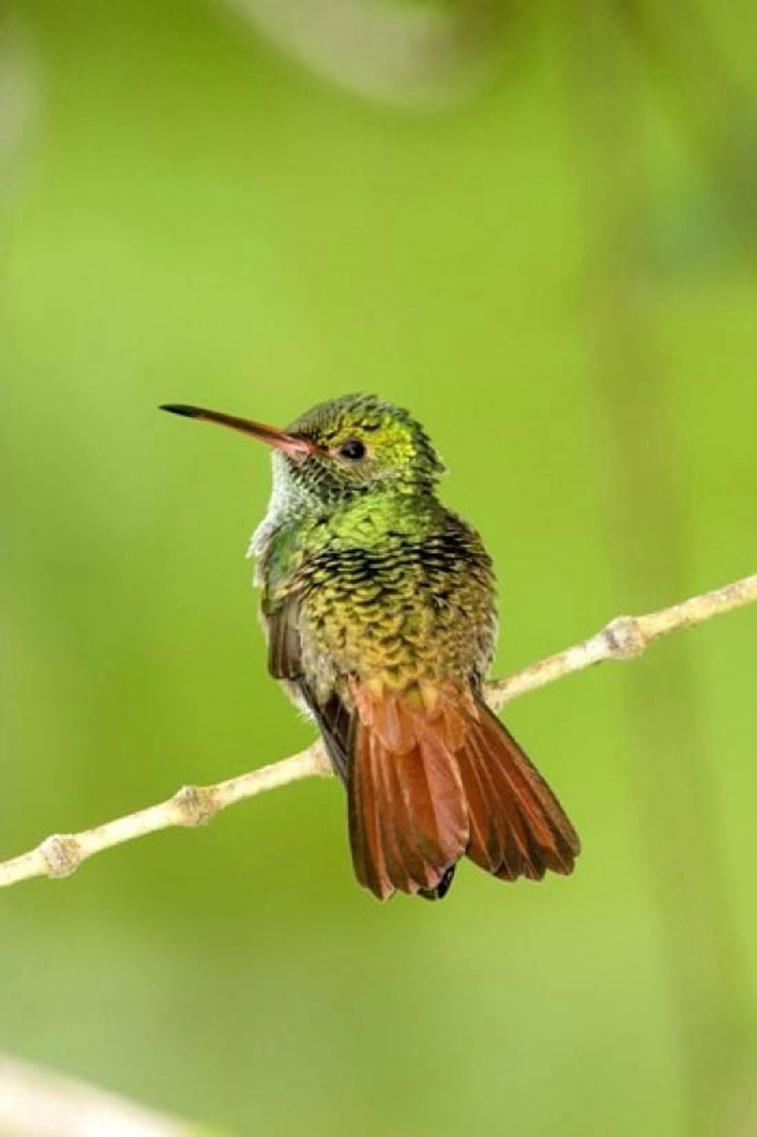 Close-up of Rufous-Tailed hummingbird (Amazilia tzacatl) perching on a twig Costa Rica Canvas Art - Panoramic Images (16 x 24)