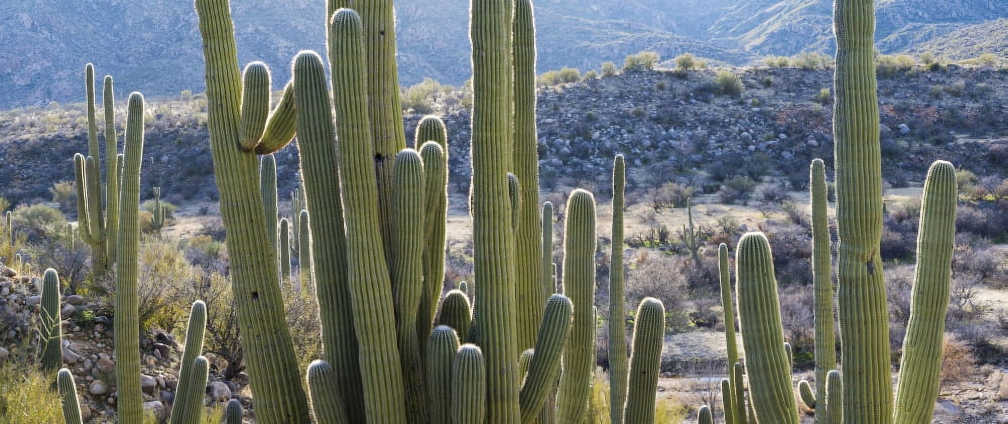 Close-up of Saguaro Cactus Catalina State Park Tucson Arizona USA Canvas Art - Panoramic Images (27 x 9)
