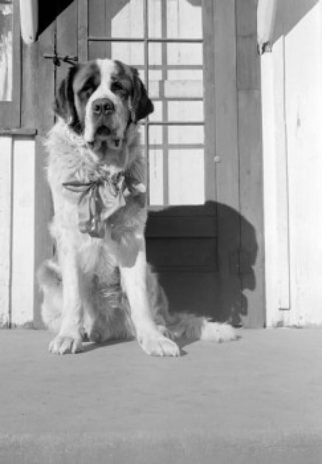 Close up of Saint Bernard Canvas Art - (18 x 24)