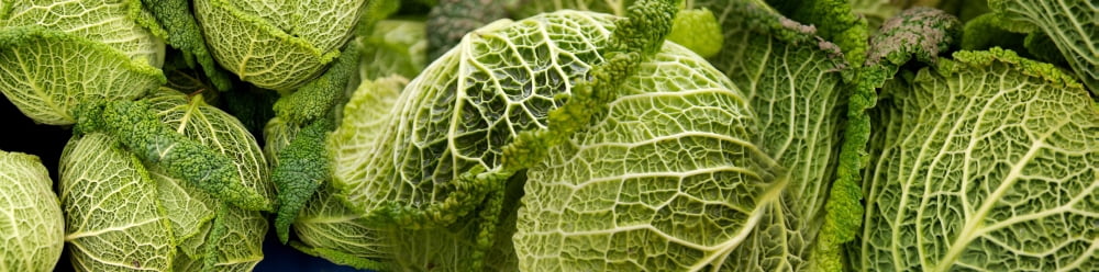 Close-up of Savoy cabbages (Brassica oleracea) Canvas Art - Panoramic Images (36 x 12)