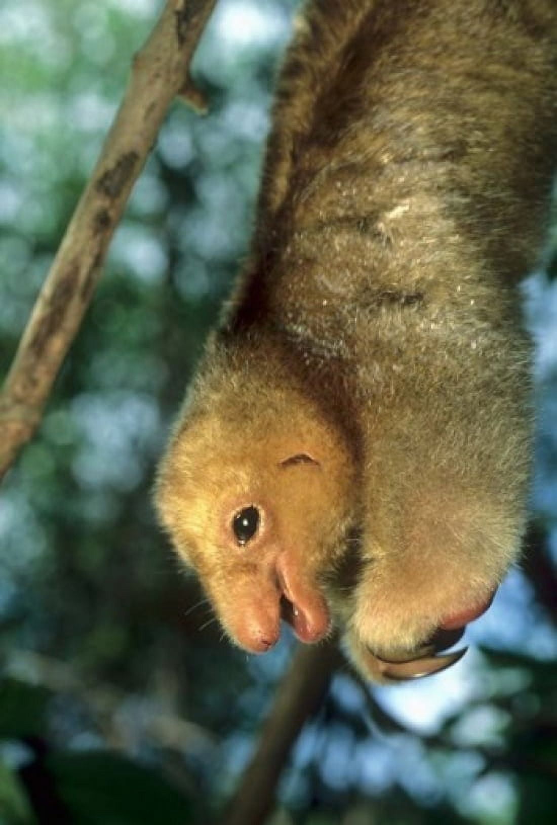 Close up of Silky Pygmy Anteater wildlife Mangrove Trinidad Canvas Art - Kevin Schafer DanitaDelimont (24 x 36)