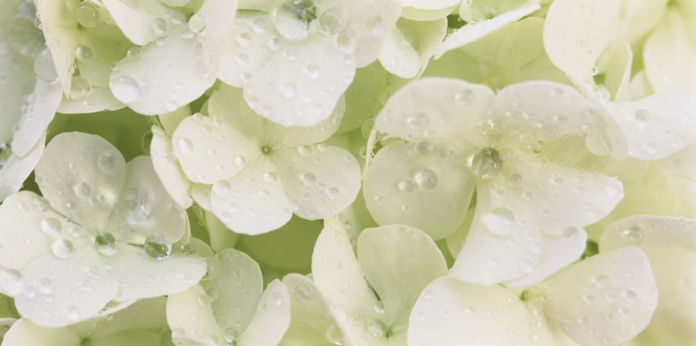 Close-up of Snowball bush flowers with mist droplets Sacramento California USA Canvas Art - Panoramic Images (12 x 24)