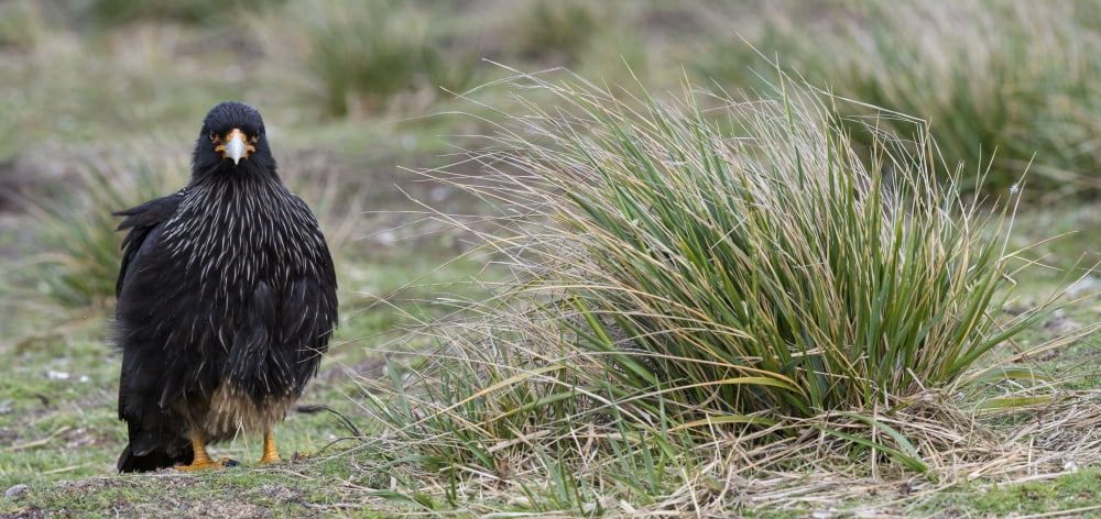 Close-up of Striated Caracara (Phalcoboenus australis) Sea Lion Island Falkland Islands Canvas Art - Panoramic Images (20 x 9)