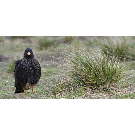 Close-up of Striated Caracara (Phalcoboenus australis) Sea Lion Island Falkland Islands Canvas Art - Panoramic Images (20 x 9)